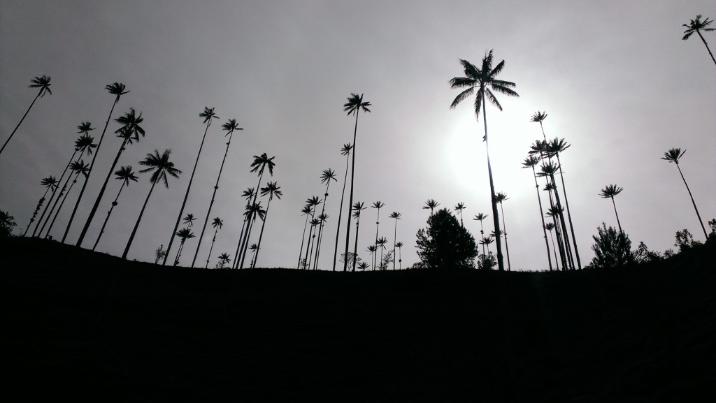 Cocora valley, Colombia