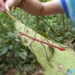 Tarapoto, Peru