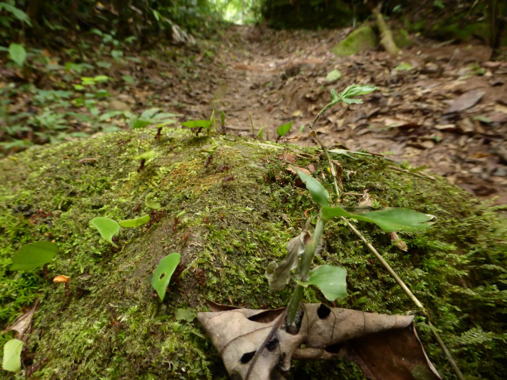 Tarapoto, Peru