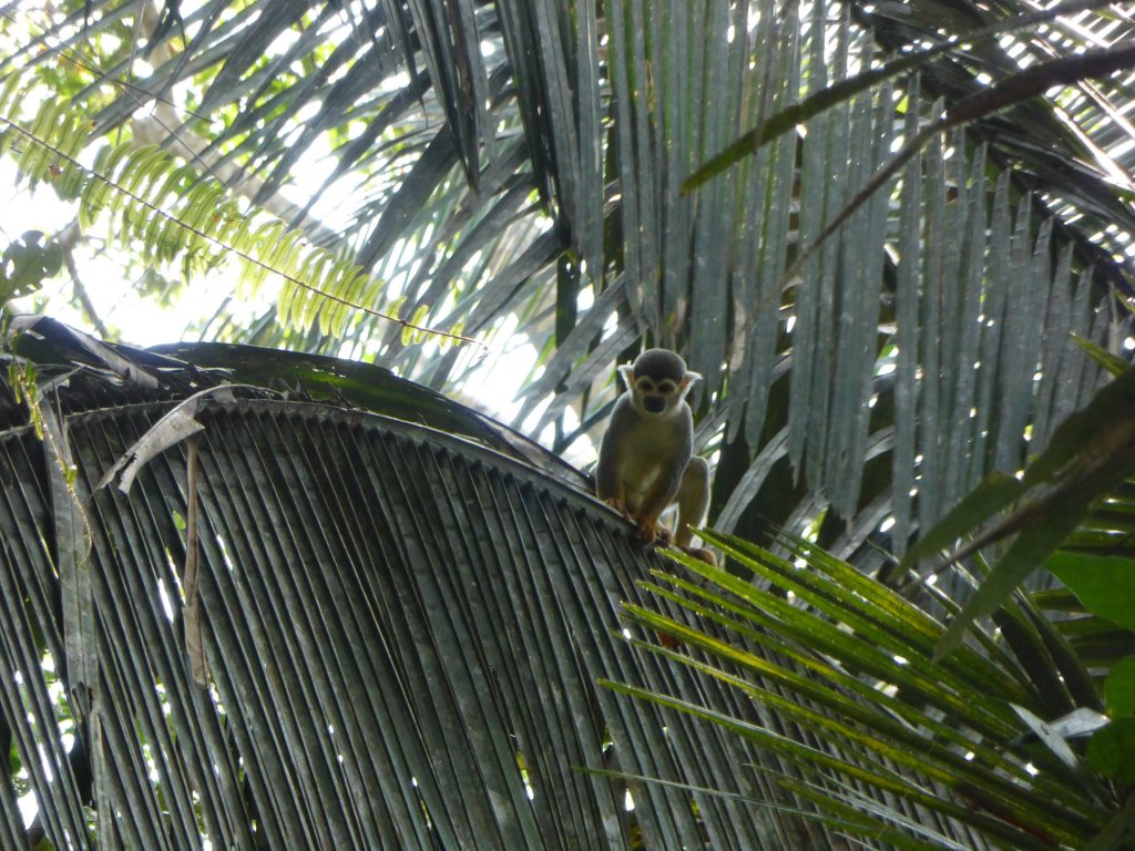 Pacaya Samiria, Peru