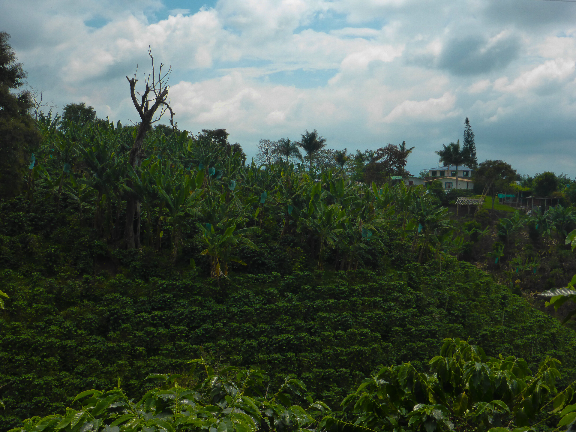 Route to Quimbaya, Colombia