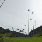 Cocora valley, Colombia