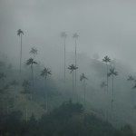 Valle Cocora next to Salento