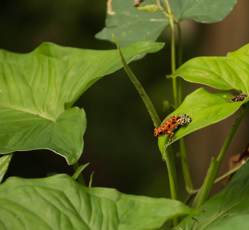 Costa Rica/Panama