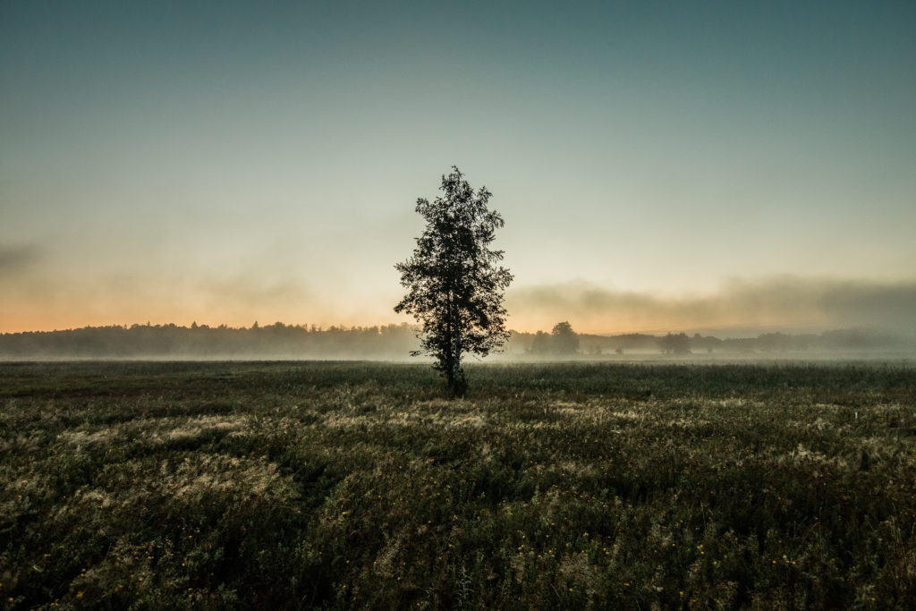 Białowieża, Poland