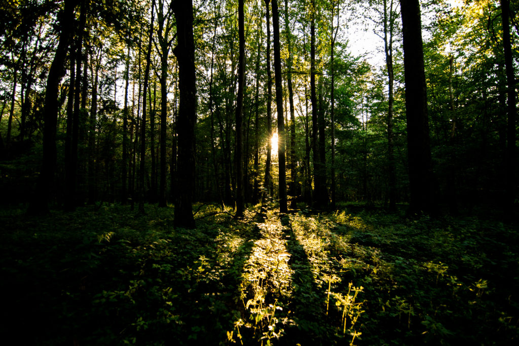 Białowieża, Poland