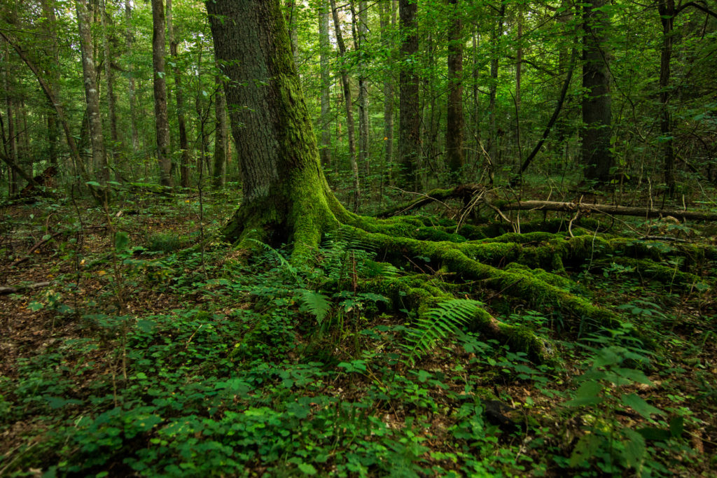 Białowieża, Poland