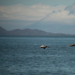 Isla Venado