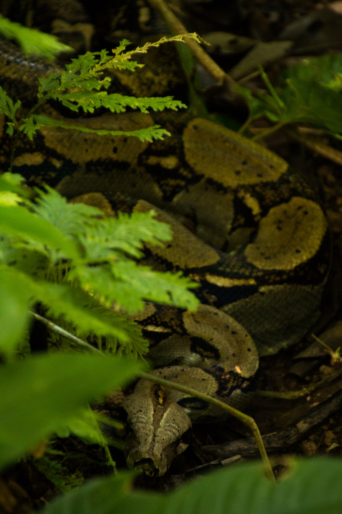 Bastimentos, Bocas del Toro, Panama