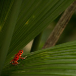 Bastimentos, Bocas del Toro, Panama