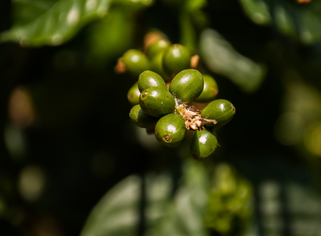 Minca, Colombia