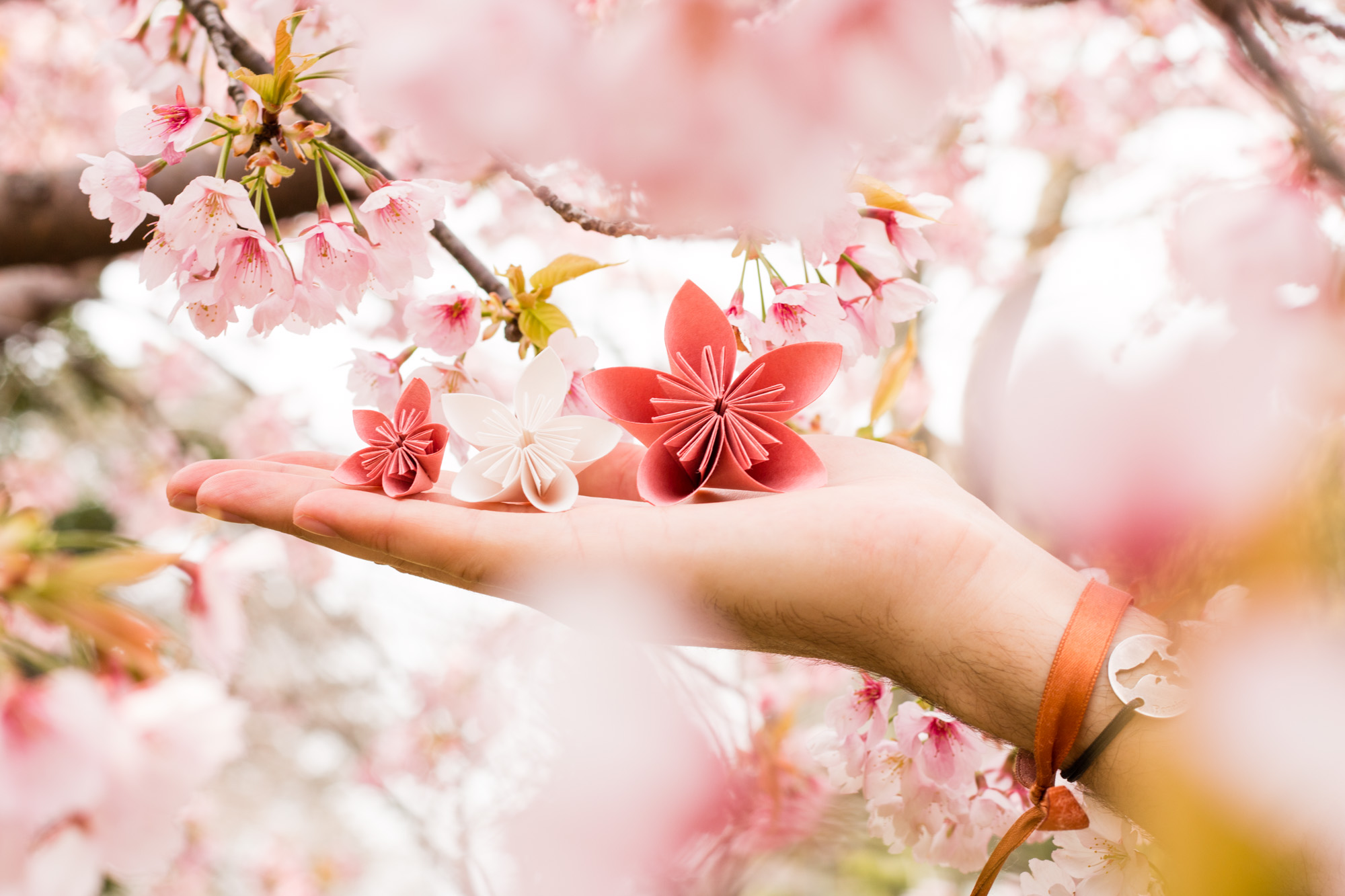 Origami cherry blossom, Japan