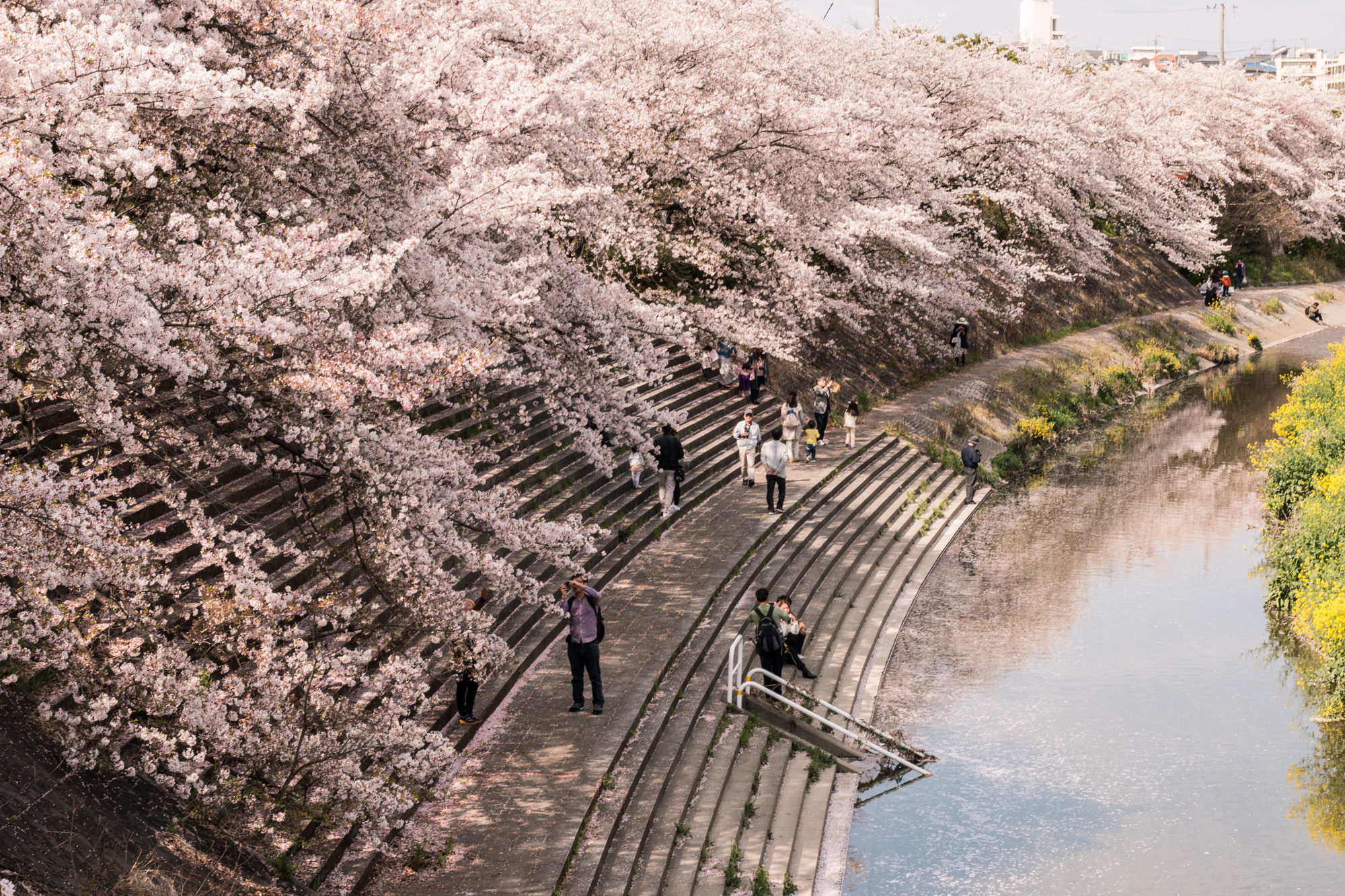 Image result for yamazaki river sakura