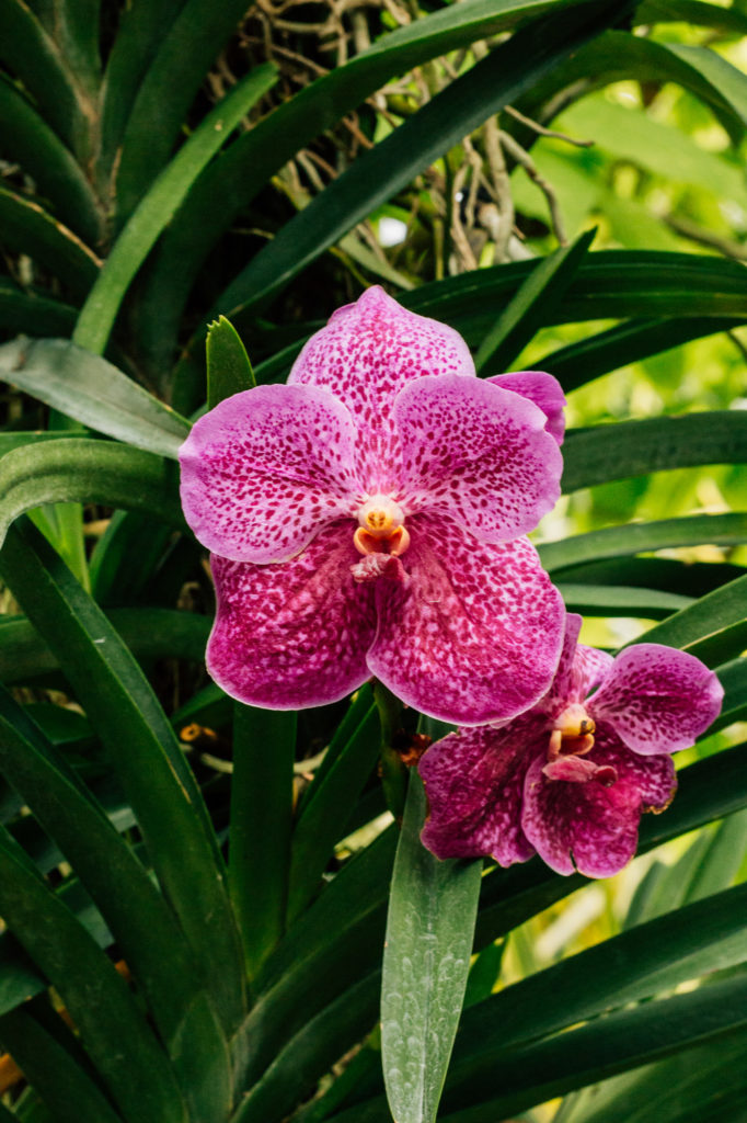 Botanical Garden, Singapore