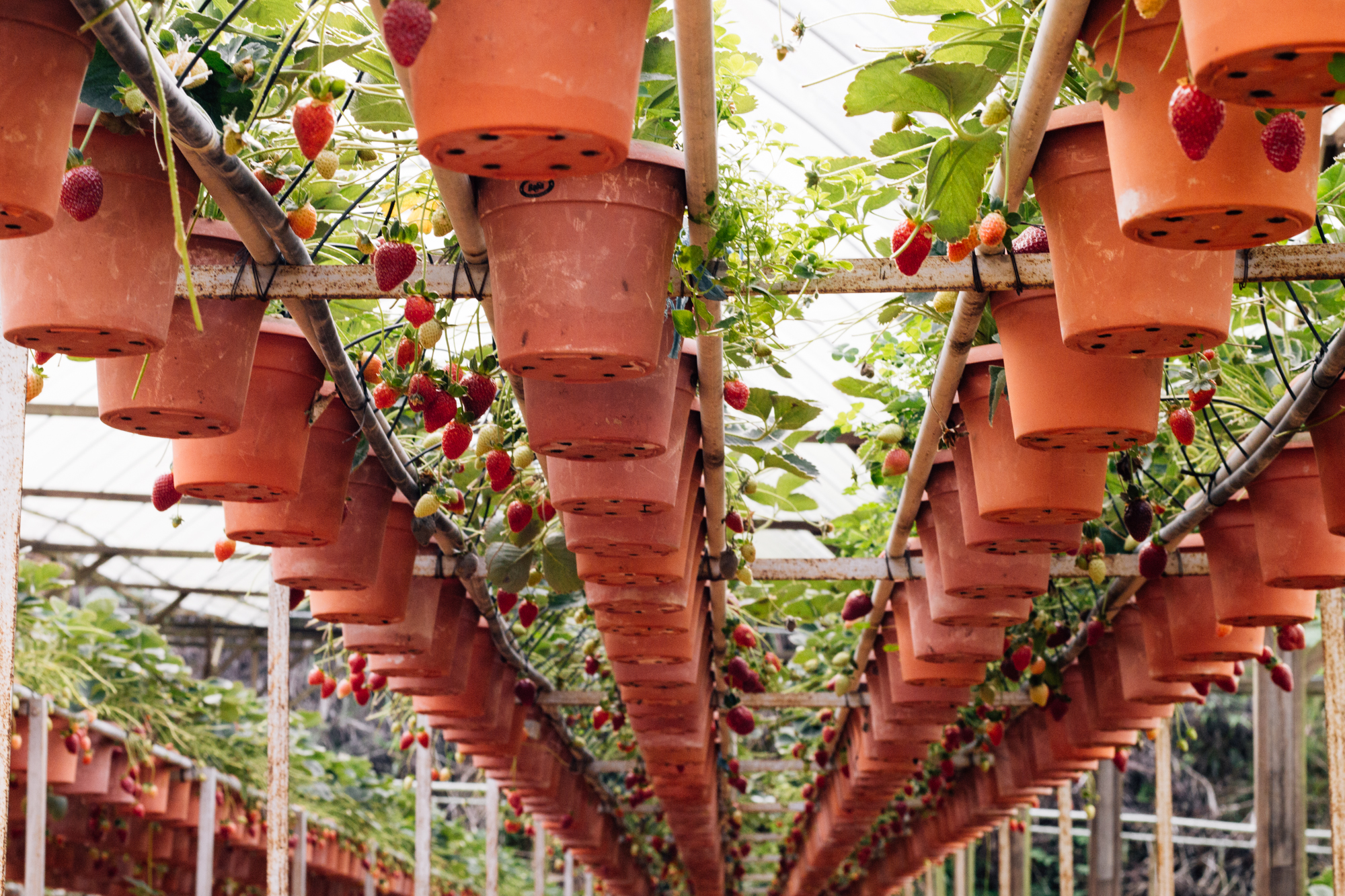 Strawberry farm, Cameron Highlands, Malaysia