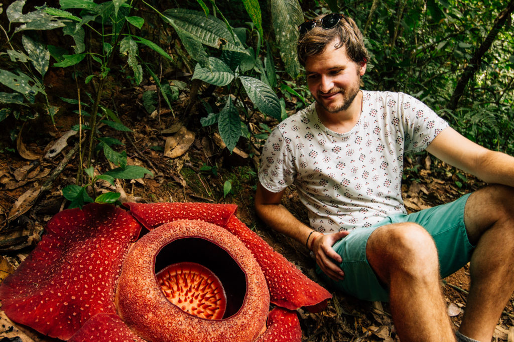 Rafflesia, Malaysia