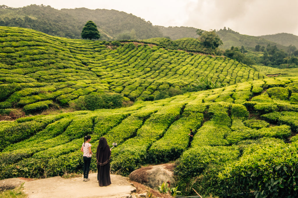 Boh Tea Estate, Cameron Highlands, Malaysia