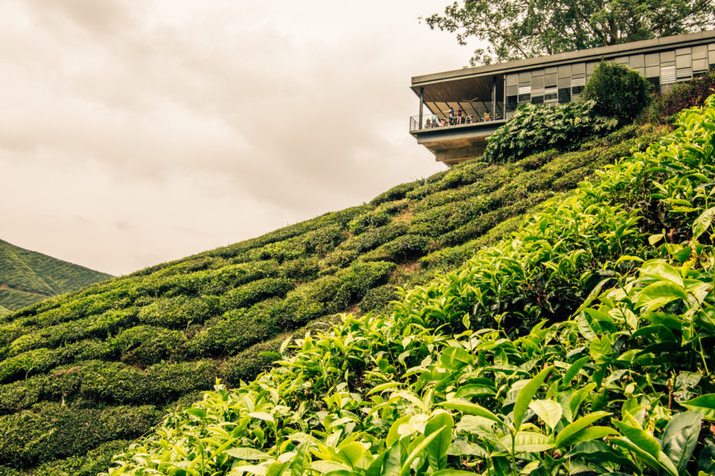 Boh Tea Estate, Cameron Highlands, Malaysia