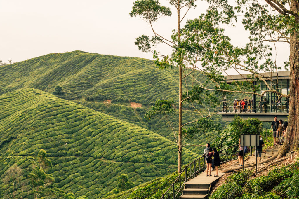 Boh Tea Estate, Cameron Highlands, Malaysia