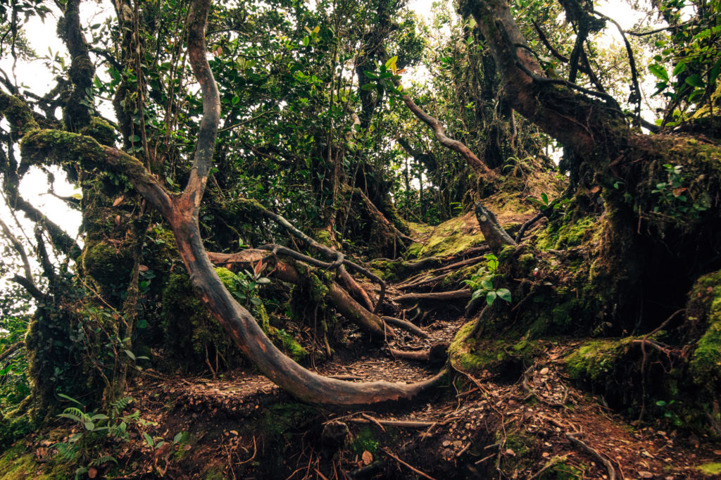 Mossy forest, Malaysia