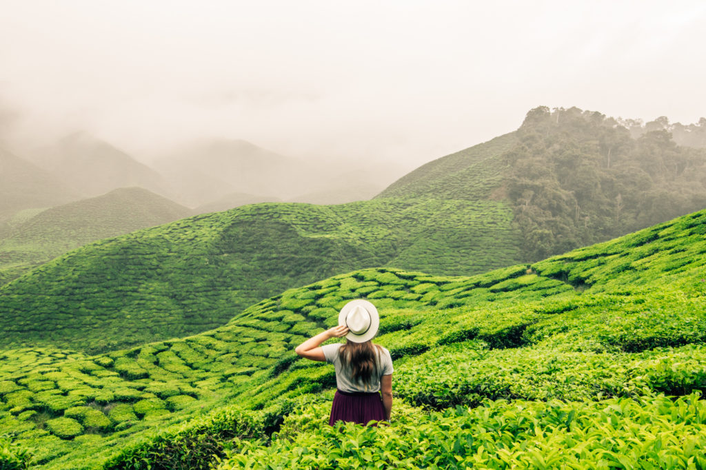 Cameron Highlands, Malaysia