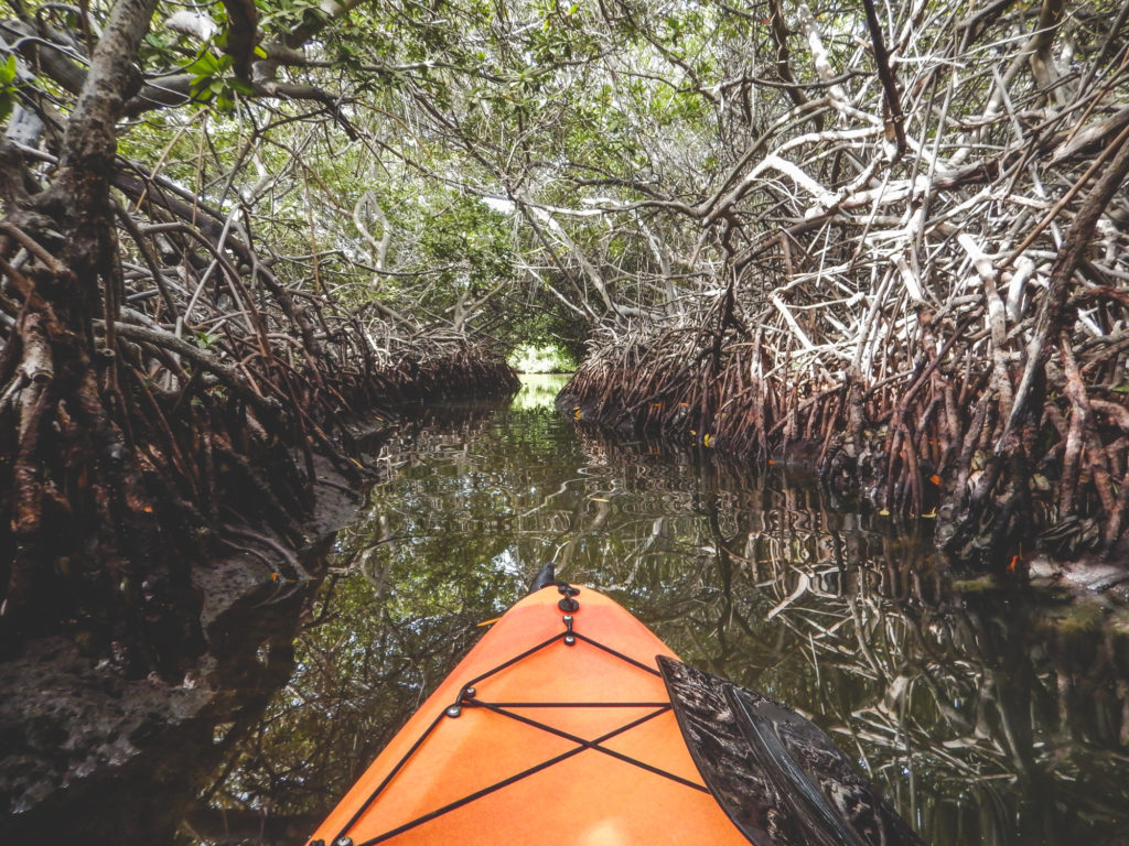 Mangrove Forest, Bonaire