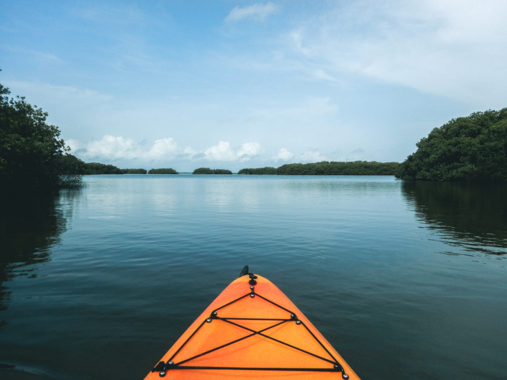 Mangrove Forest, Bonaire