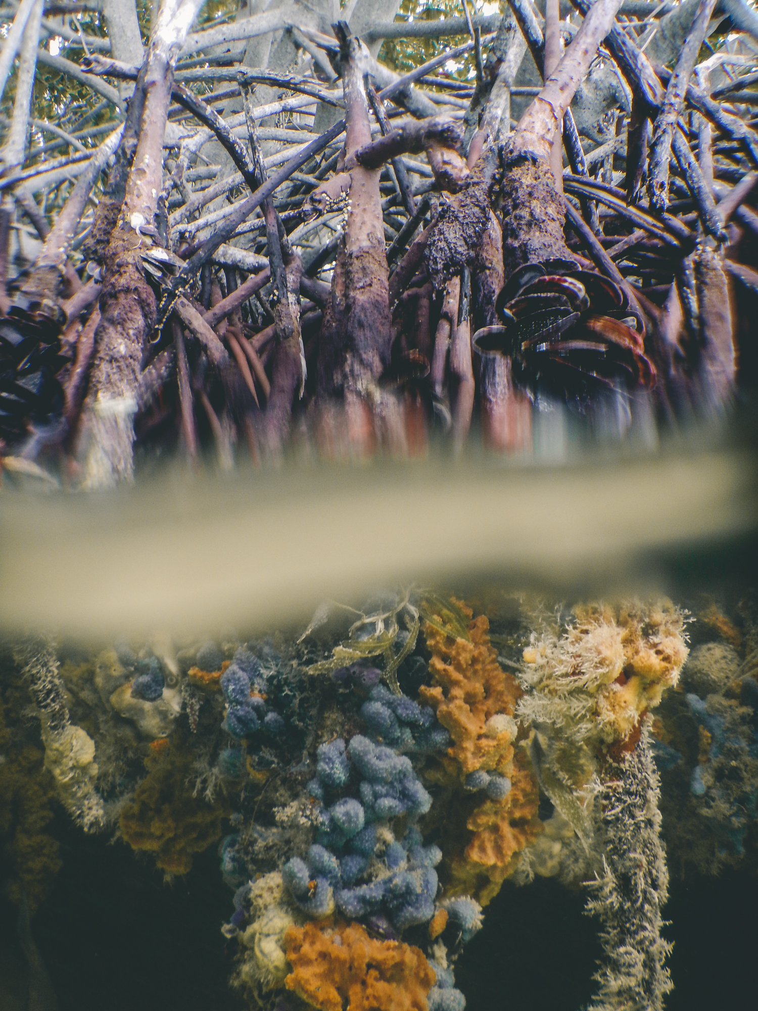 Mangrove forest, Bonaire