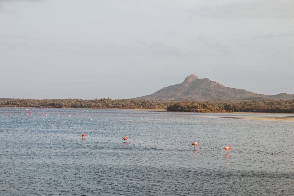 Goto Lake, Bonaire