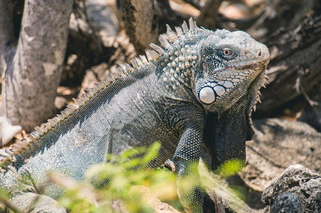 Washington Slagbaai National Park, Bonaire