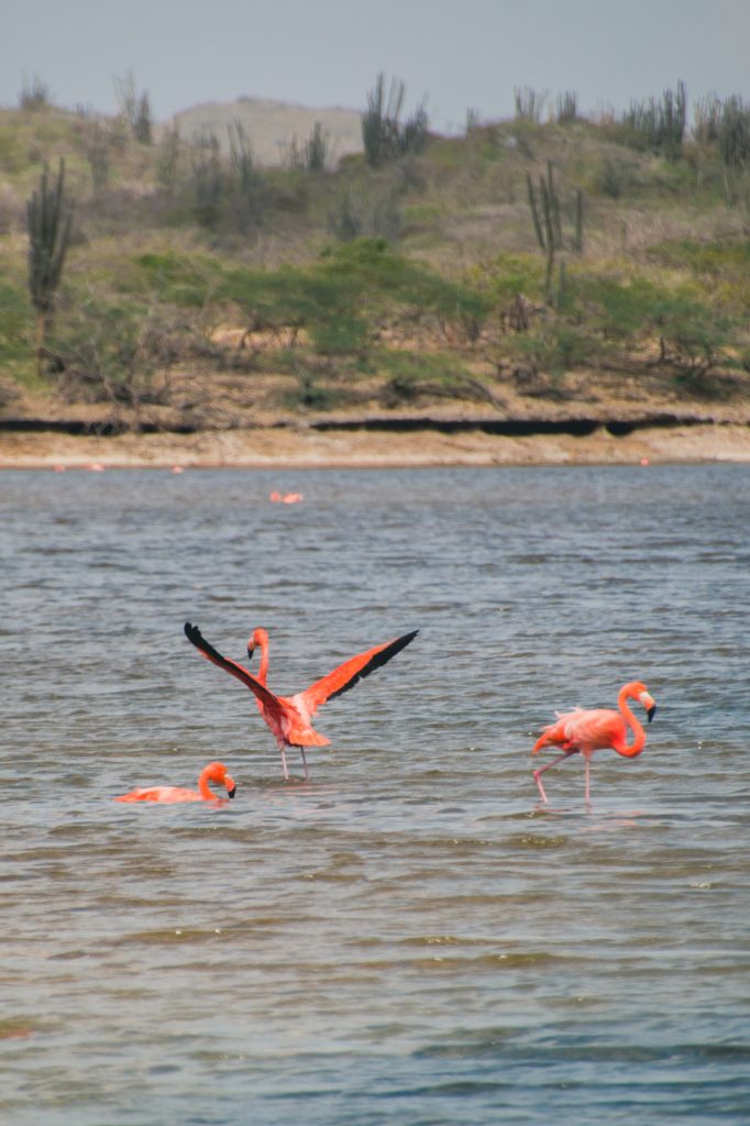 Washington Slagbaai National Park, Bonaire