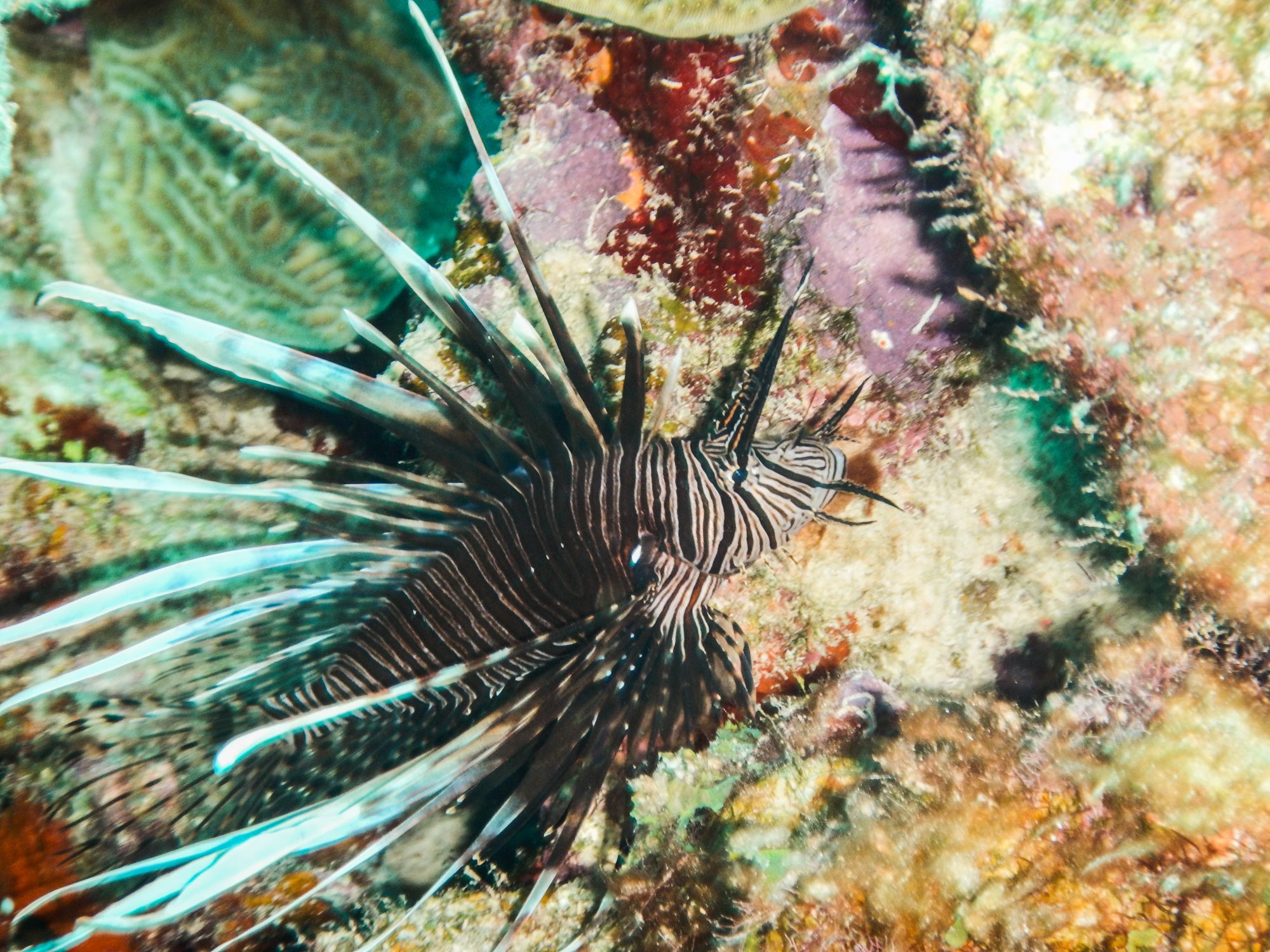 Parrot fish, Bonaire