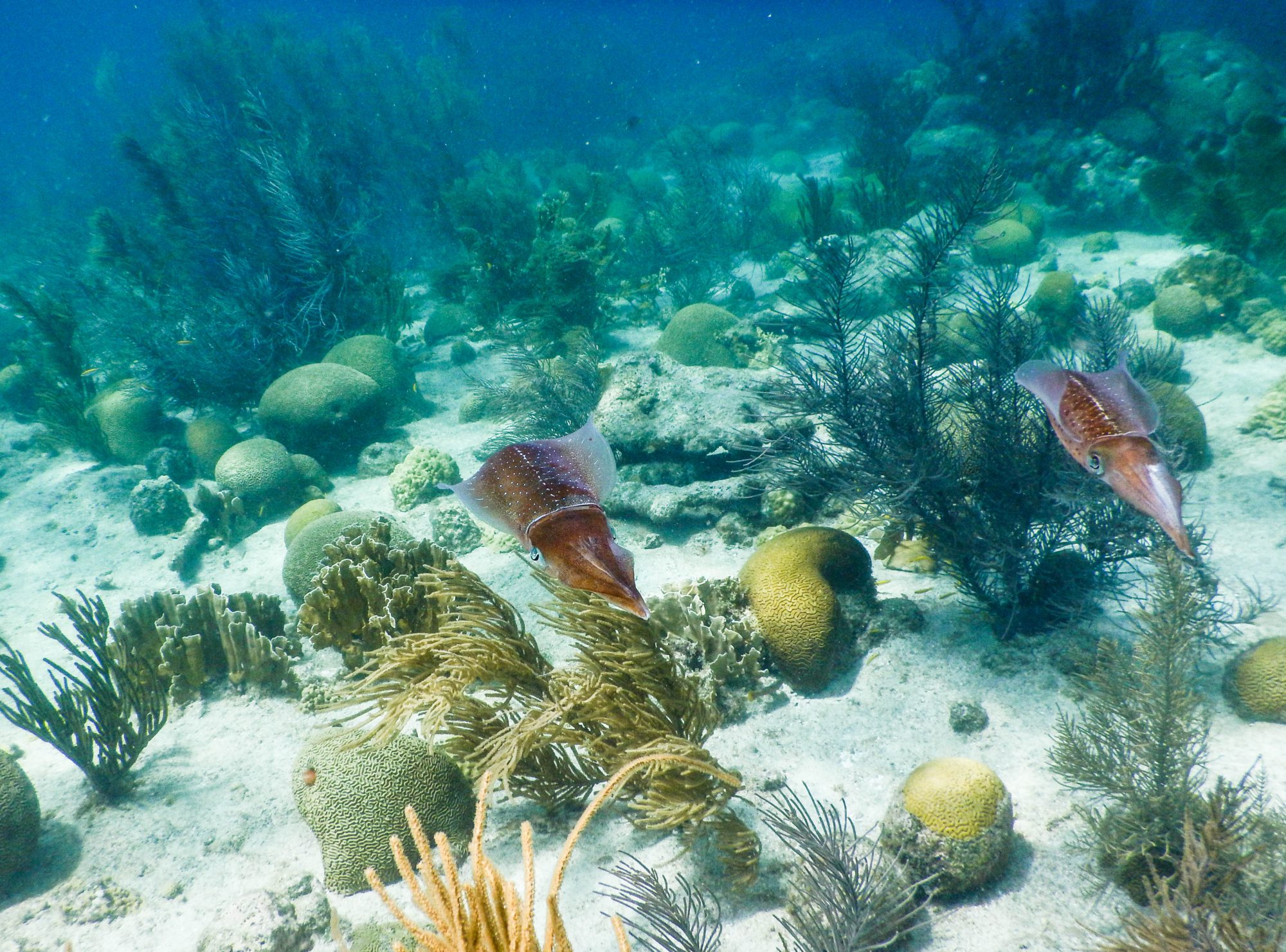 Cuttlefish, Bonaire