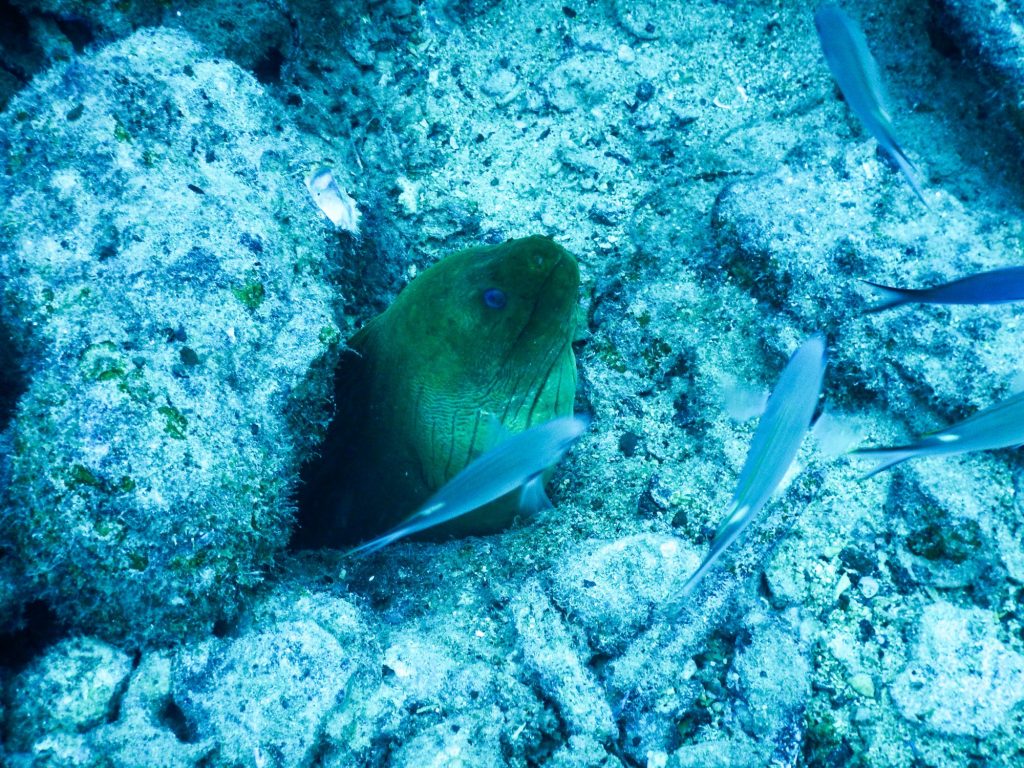 Moray eel, Bonaire