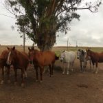 Miramar, Argentina