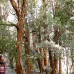 Arrayanes Forest, Bariloche, Argentina