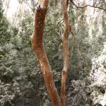 Arrayanes Forest, Bariloche, Argentina